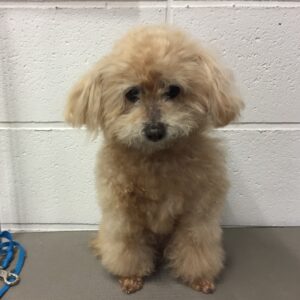 よろしくトイプー