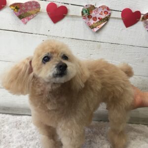 仕上がりトイプー