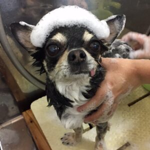 シャンプーチワワ