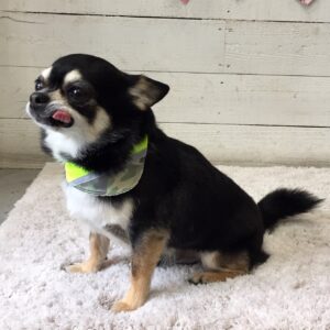 仕上がりチワワ