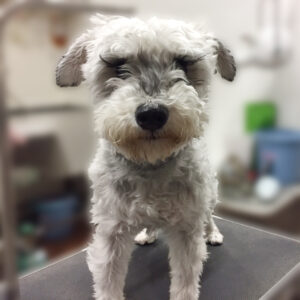 よろしくMシュナ