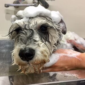 シャンプーMシュナ