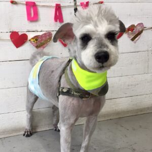 仕上がりMシュナ