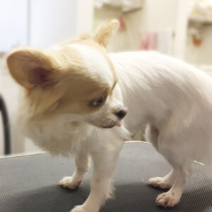 よろしくチワワ