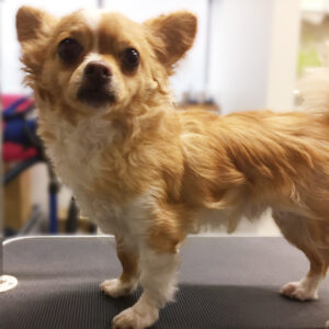 よろしくチワワ