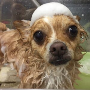 シャンプーチワワ