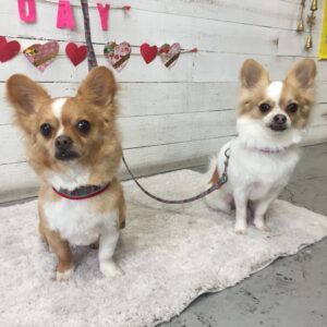 仕上がりチワワ