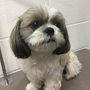 よろしくシーズー