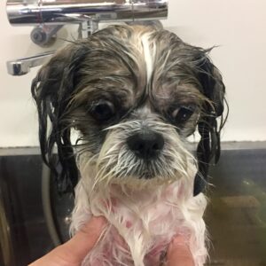 シャンプーシーズー