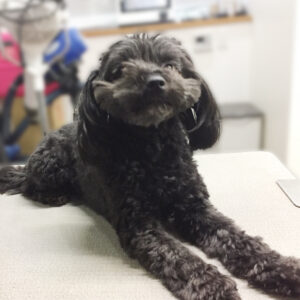 よろしくミックス