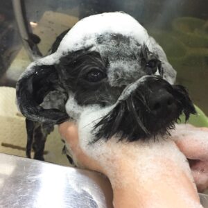 シャンプーミックス