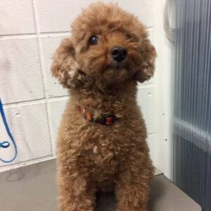 よろしくトイプー