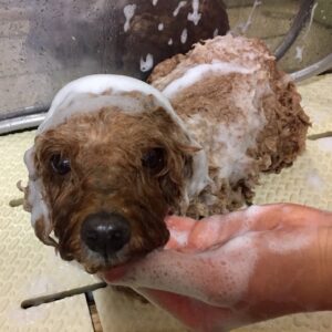 シャンプートイプー