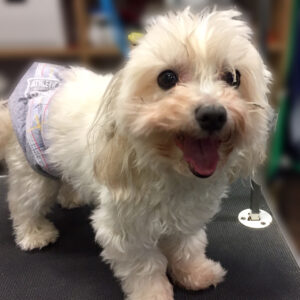 よろしくマルチーズ