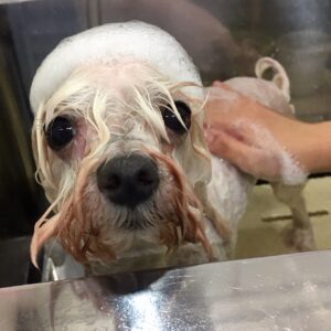 シャンプーマルチーズ