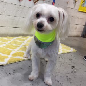 仕上がりマルチーズ