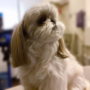 よろしくシーズー