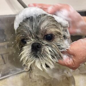 シャンプーシーズー