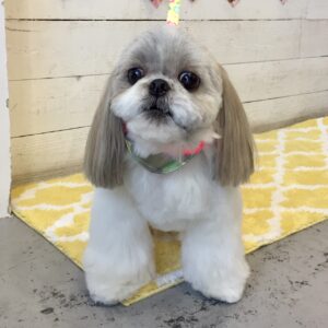 仕上がりシーズー