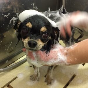 シャンプーチワワ