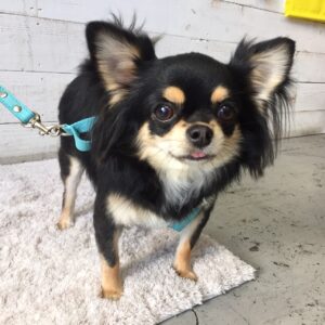 仕上がりチワワ