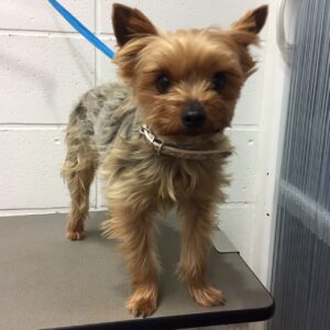 よろしくヨーキー