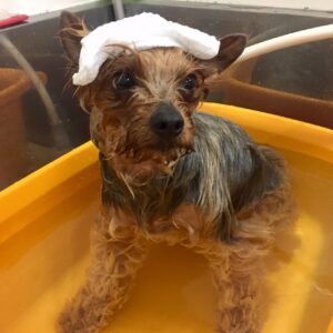 お風呂ヨーキー