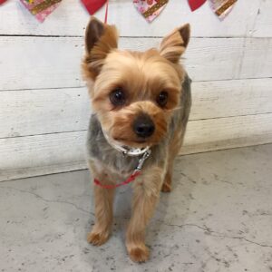 仕上がりヨーキー