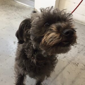 仕上がりトイプー