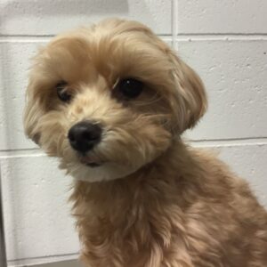 よろしくミックス