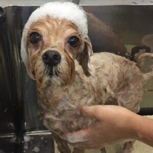 シャンプーミックス