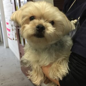 よろしくミックス