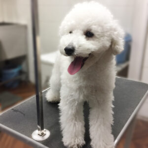 よろしくトイプー