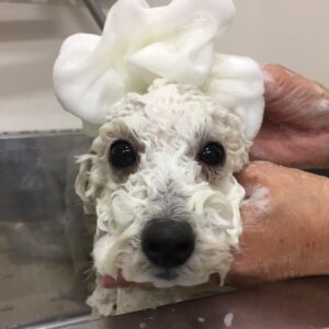 シャンプートイプー