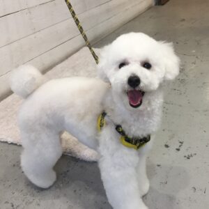 仕上がりトイプー