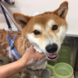 シャンプーしば