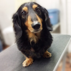 よろしくダックス