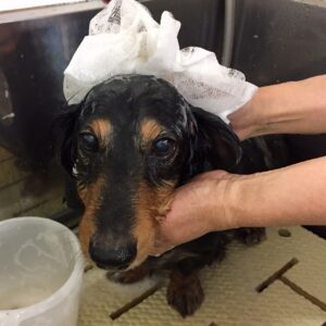 シャンプーダックス