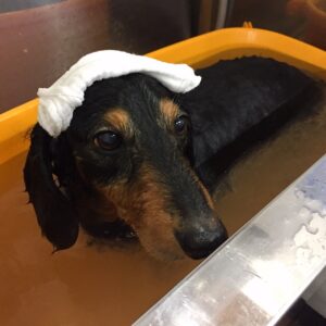 お風呂ダックス