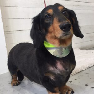 仕上がりダックス