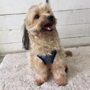 仕上がりミックス