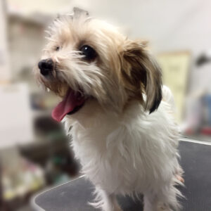 よろしくミックス