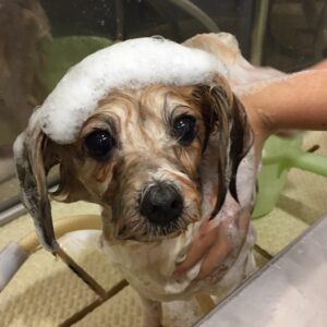 シャンプーミックス