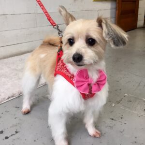 仕上がりミックス