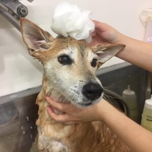 シャンプーミックス