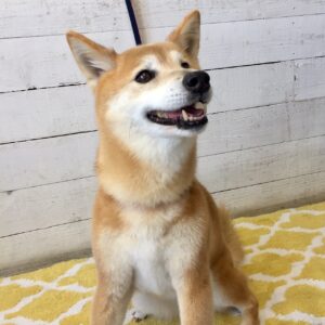 仕上がりミックス