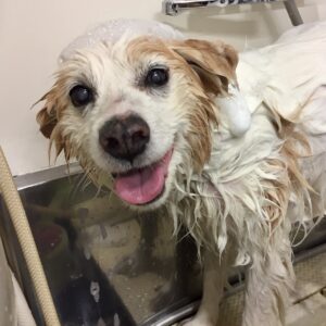 シャンプーミックス