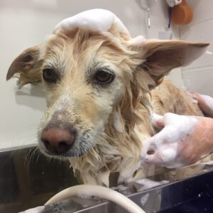 シャンプーミックス