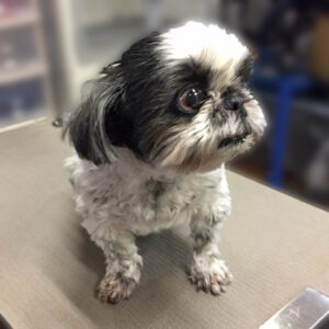 よろしくシーズー