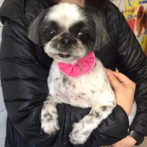 仕上がりシーズー